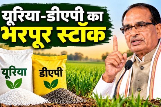 Urea DAP Stock 2026