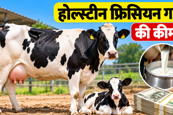 Holstein Friesian Gay Ki Keemat