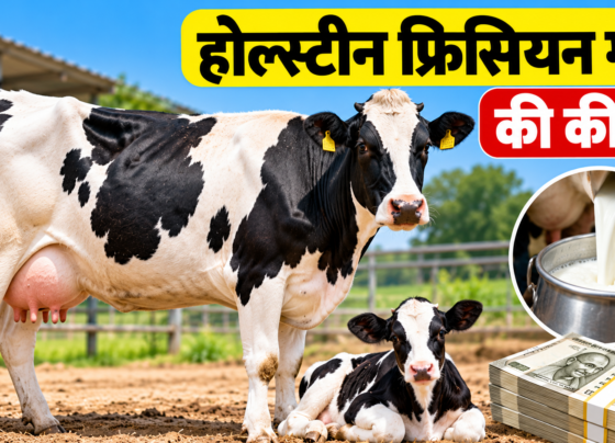 Holstein Friesian Gay Ki Keemat