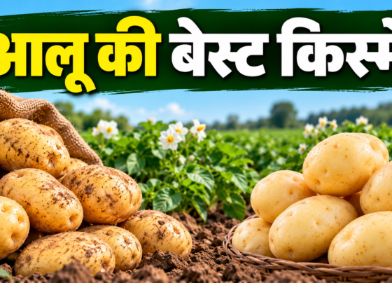 Aloo Ki Best Kismein