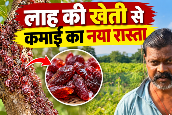 Vijay Lac Farming Success Story