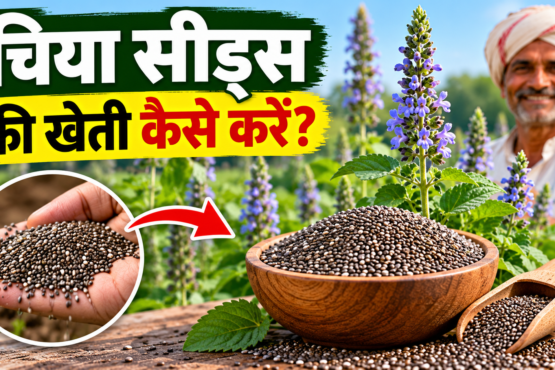 Chia Seeds Ki Kheti Kaise Kare
