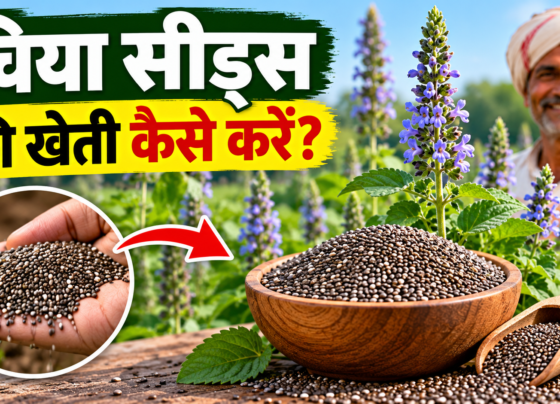Chia Seeds Ki Kheti Kaise Kare