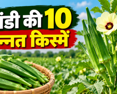 Bhindi Ki 10 Unnat Kismein