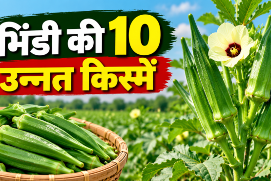 Bhindi Ki 10 Unnat Kismein