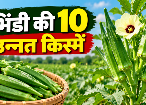 Bhindi Ki 10 Unnat Kismein