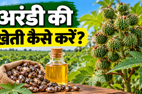 Arandi Ki Kheti Kaise Kare