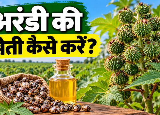 Arandi Ki Kheti Kaise Kare