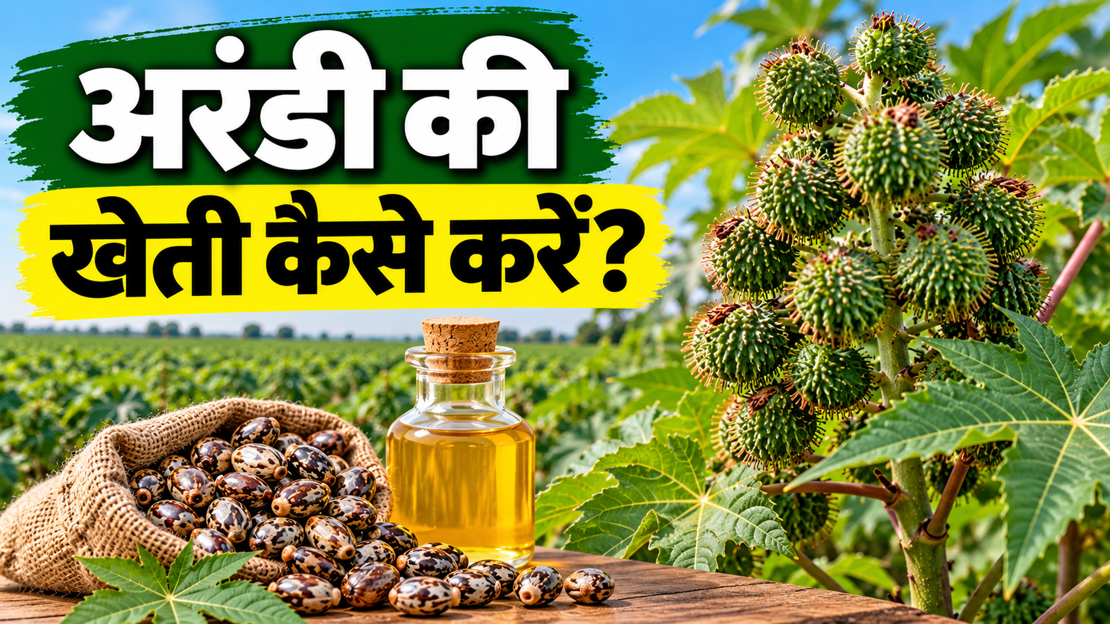 अरंडी की खेती कैसे करें? जानें उन्नत किस्में, बुवाई का समय, खाद, सिंचाई और कमाई की पूरी जानकारी Arandi Ki Kheti Kaise Kare