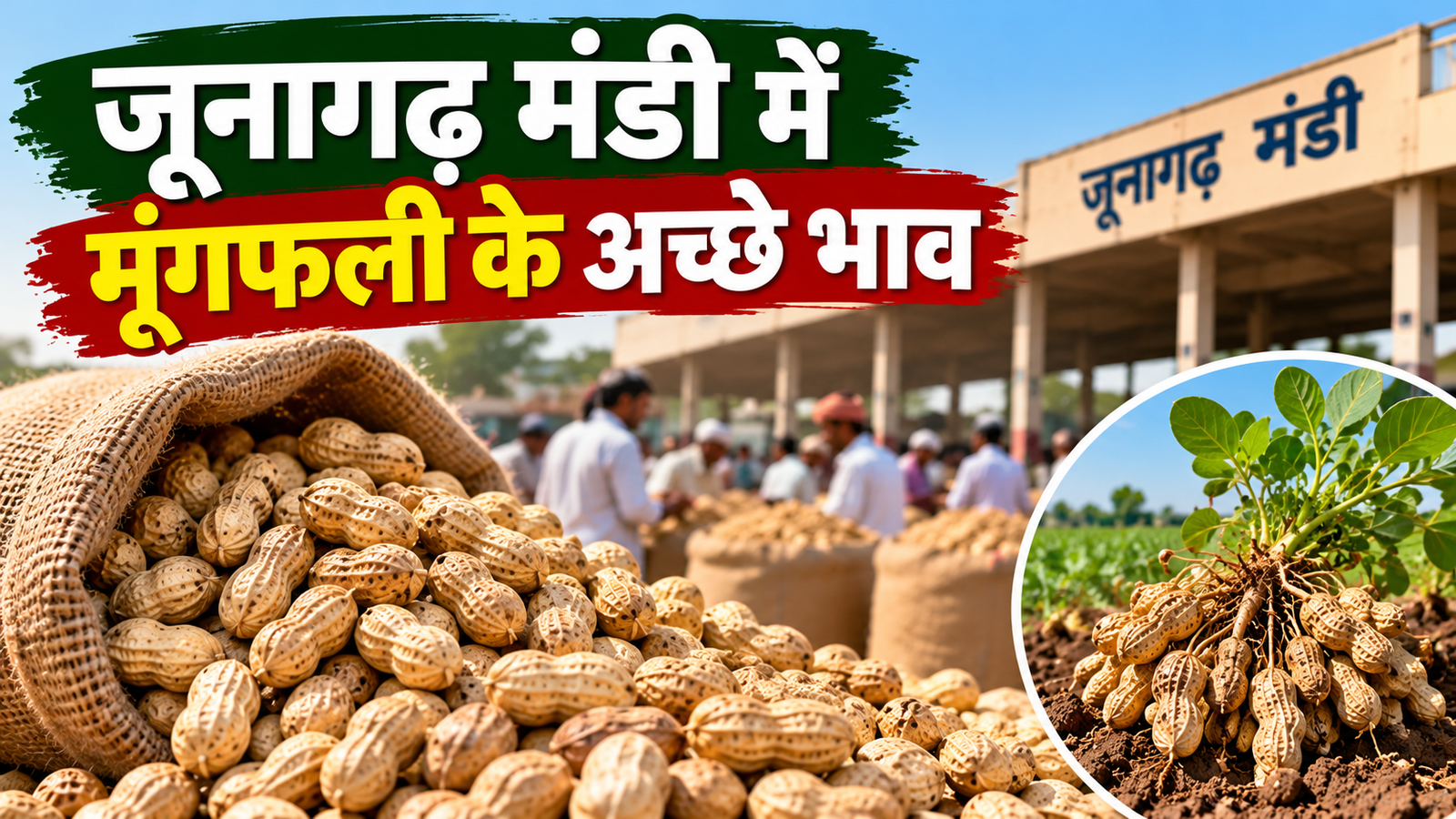 गुजरात की मंडियों में मूंगफली के अच्छे भाव के बावजूद किसानों की कमाई पर असर Gujarat Moongfali Mandi Bhav 2026