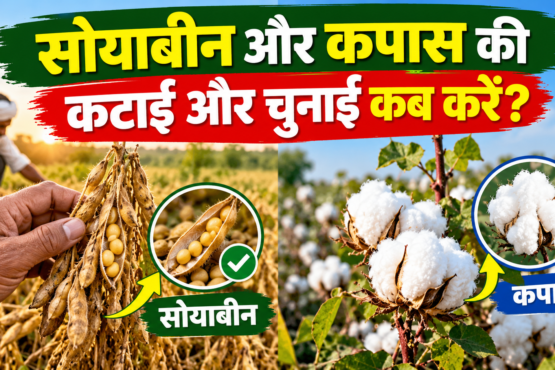 Soybean Ki Katai Aur Kapas Ki Chunai Kab Kare?