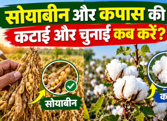 Soybean Ki Katai Aur Kapas Ki Chunai Kab Kare?