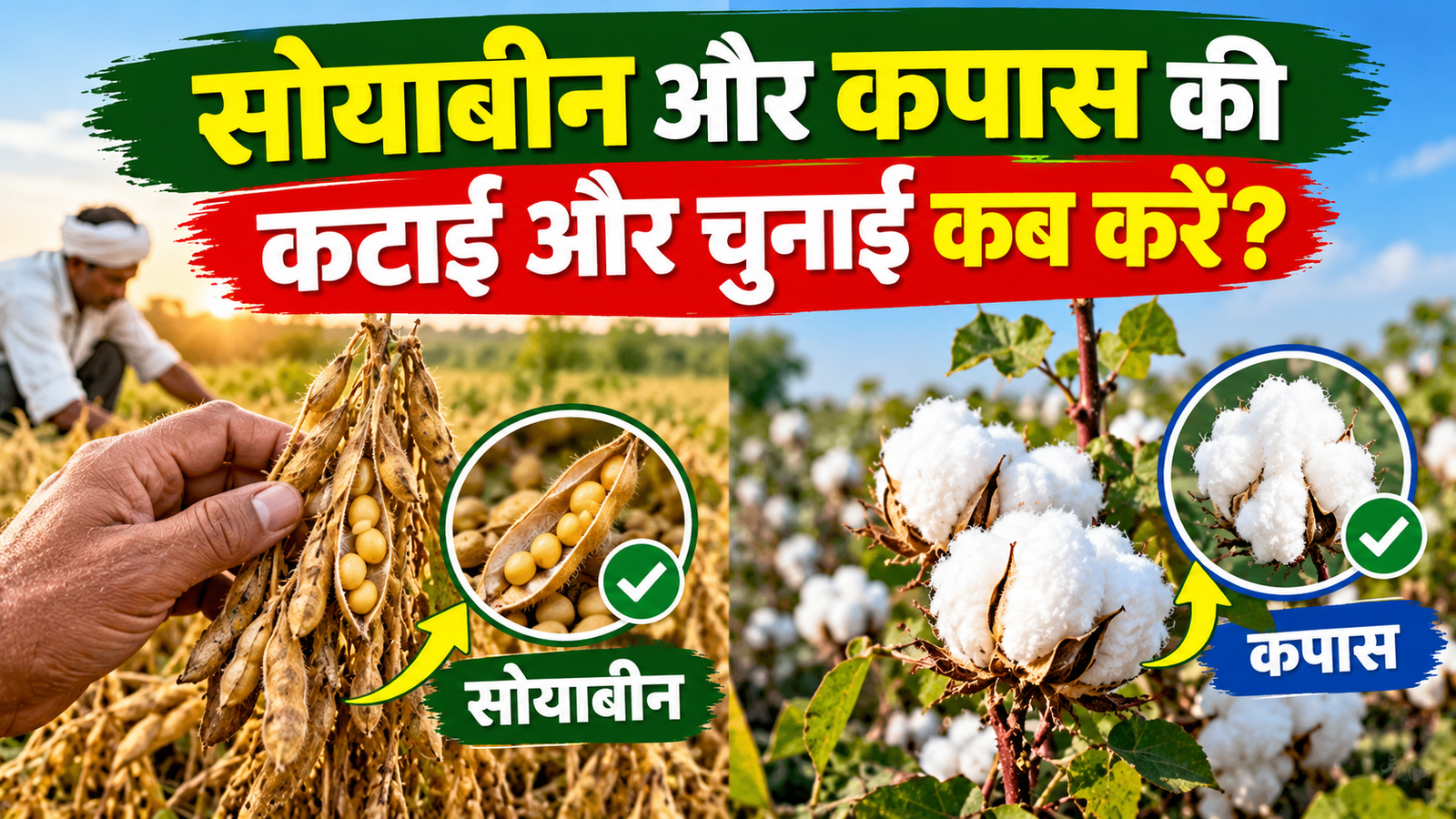 किसानों के लिए जरूरी सलाह सोयाबीन की कटाई और कपास की चुनाई कब करें Soybean Ki Katai Aur Kapas Ki Chunai Kab Kare?