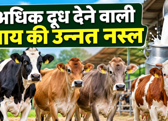 Adhik Doodh Dene Wali Gaay Ki Unnat Nasl