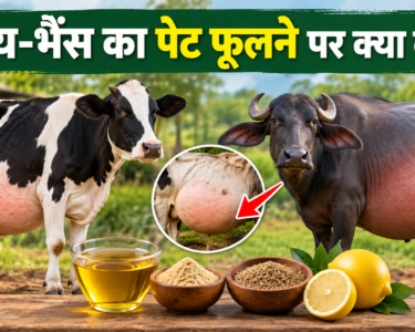 Gai Bhains Ka Pet Phoolne Par Kya Kare