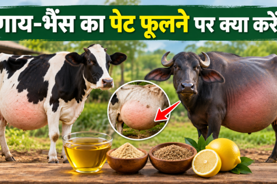 Gai Bhains Ka Pet Phoolne Par Kya Kare