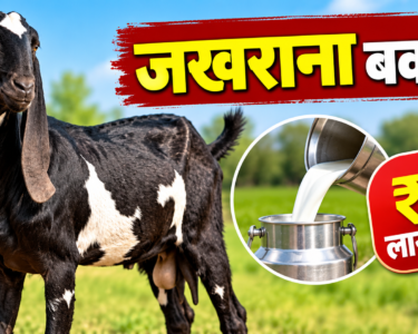 Jhakhrana Bakri Ki Kimat