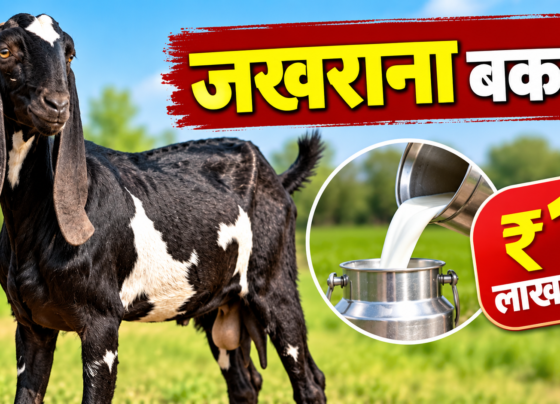 Jhakhrana Bakri Ki Kimat