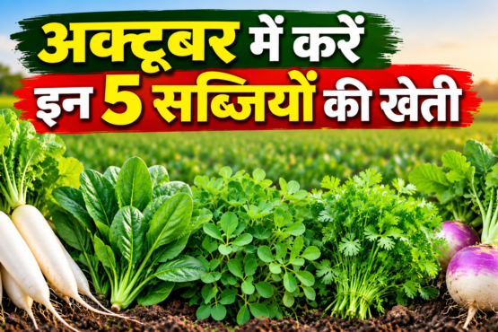 October Mein 5 Sabjiyon Ki Kheti