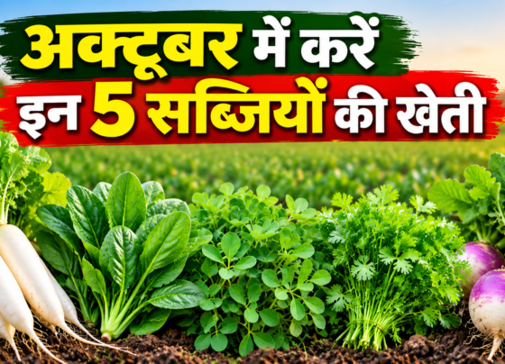 October Mein 5 Sabjiyon Ki Kheti