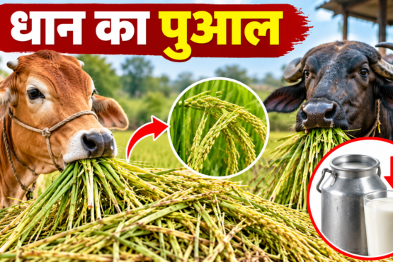 Dhaan Ka Pual Gay Bhains Ko Khilane Ke Nuksan