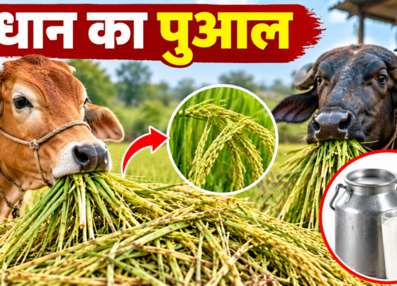 Dhaan Ka Pual Gay Bhains Ko Khilane Ke Nuksan