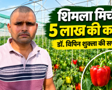 Vipin Shukla Shimla Mirch Farming Success Story