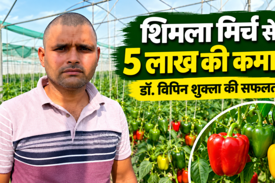 Vipin Shukla Shimla Mirch Farming Success Story
