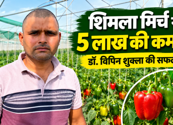 Vipin Shukla Shimla Mirch Farming Success Story