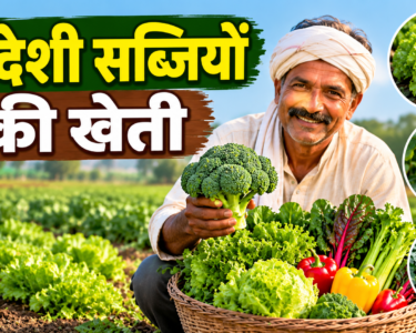 Kisan Videshi Sabjiyon Ki Kheti Kaise Kare