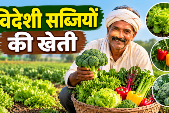 Kisan Videshi Sabjiyon Ki Kheti Kaise Kare