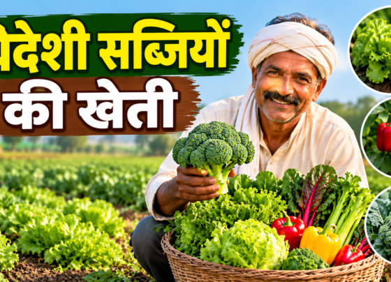 Kisan Videshi Sabjiyon Ki Kheti Kaise Kare