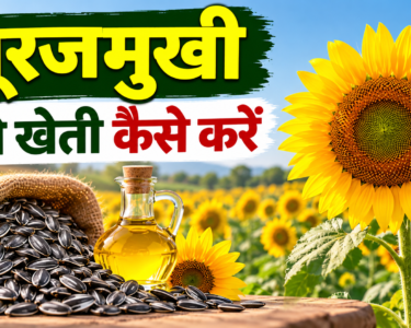 Surajmukhi Ki Kheti Kaise Kare