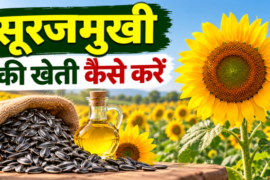 Surajmukhi Ki Kheti Kaise Kare