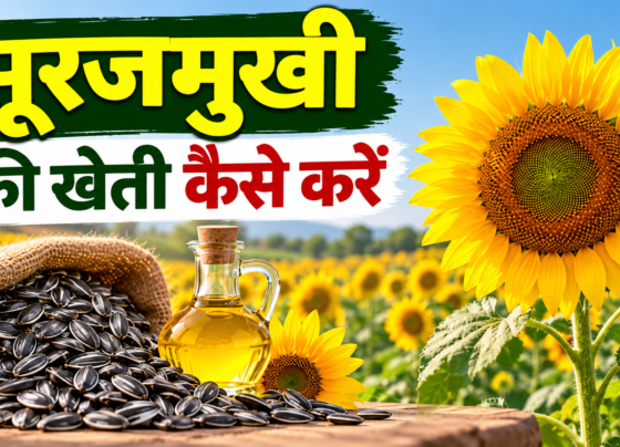 Surajmukhi Ki Kheti Kaise Kare