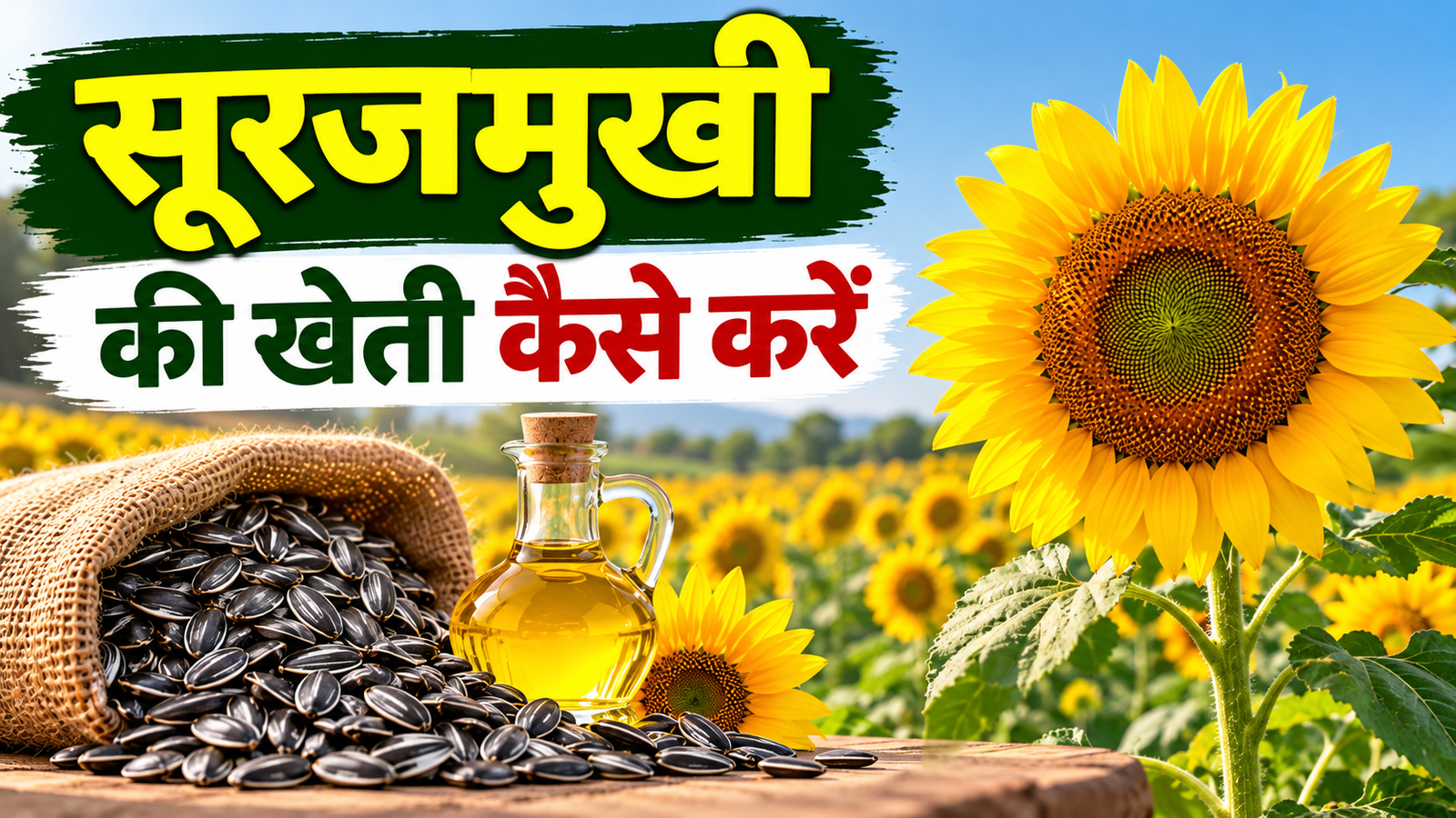 सूरजमुखी की खेती से बढ़ सकती है किसानों की कमाई, जानें बुवाई, बीज और सिंचाई का सही तरीका Surajmukhi Ki Kheti Kaise Kare