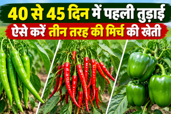 Teen Tarah Ki Mirch Ki Kheti Kaise Kare