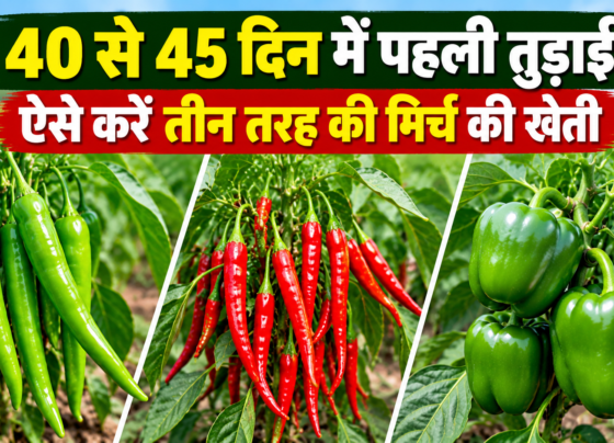 Teen Tarah Ki Mirch Ki Kheti Kaise Kare
