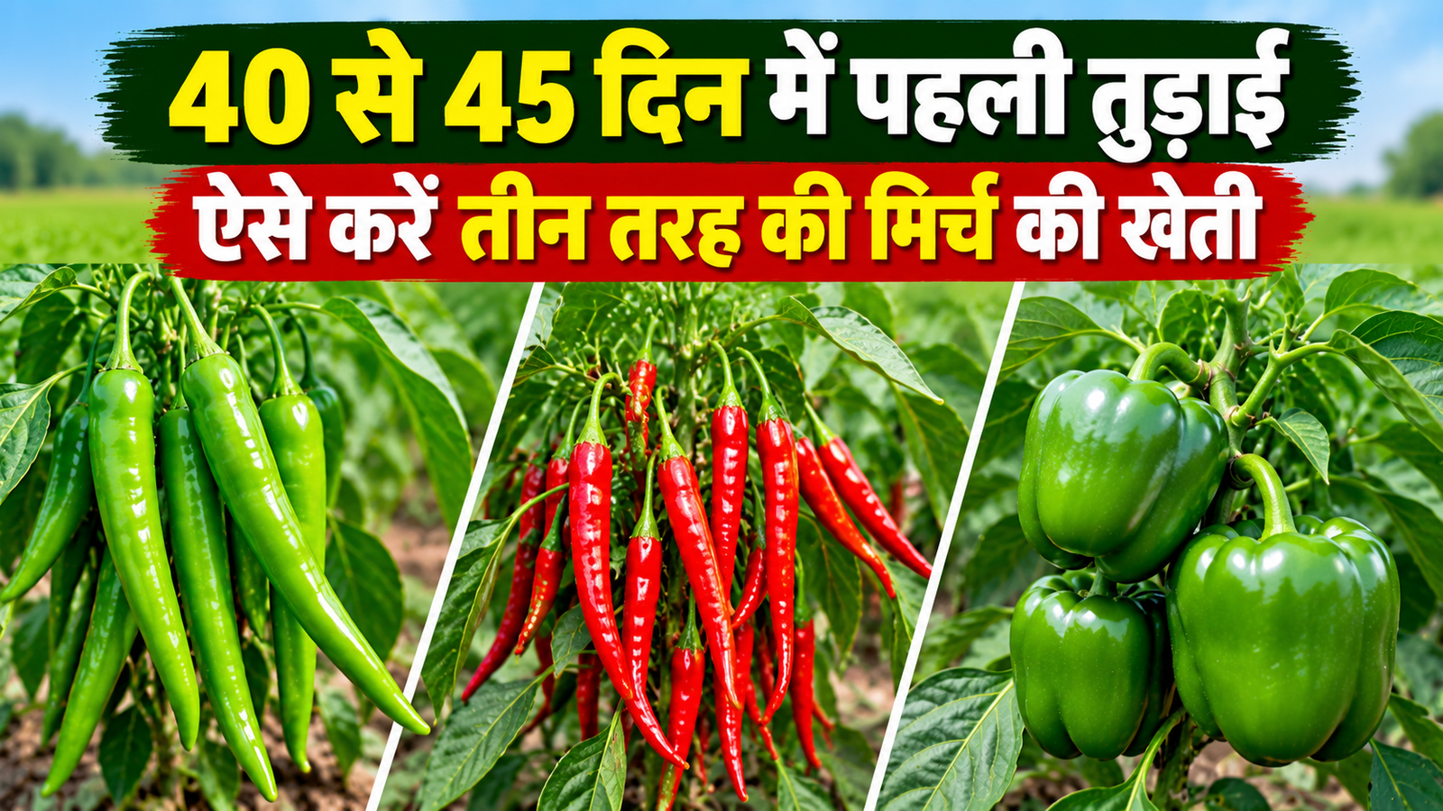तीन तरह की मिर्च की खेती कैसे करें, 40 से 45 दिन में शुरू होगी पहली तुड़ाई Teen Tarah Ki Mirch Ki Kheti Kaise Kare
