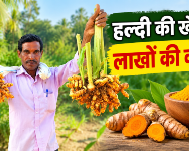 डेयरी बिजनेस शुरू करने का शानदार मौका: मिनी नंदिनी कृषक समृद्धि योजना के तहत 10 गायों पर मिल रही 11.80 लाख रुपये तक की सब्सिडी