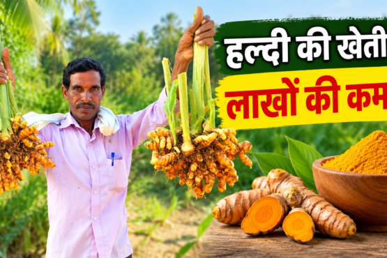 Yashwant Singh Haldi Ki Kheti Success Story