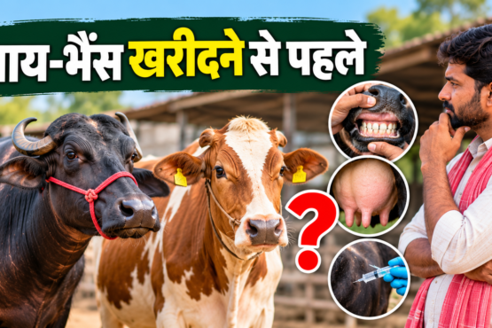 Gai Bhains Kharidne Se Pehle Kya Dekhein