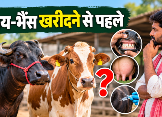 Gai Bhains Kharidne Se Pehle Kya Dekhein
