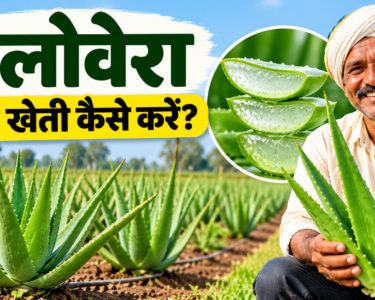 Aloe Vera Ki Kheti Kaise Kare