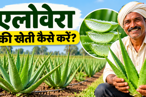 Aloe Vera Ki Kheti Kaise Kare