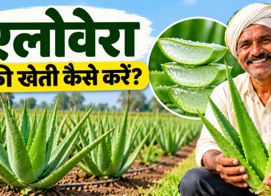 Aloe Vera Ki Kheti Kaise Kare