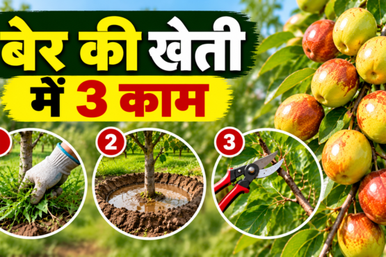 Ber Ki Kheti Kaise Kare