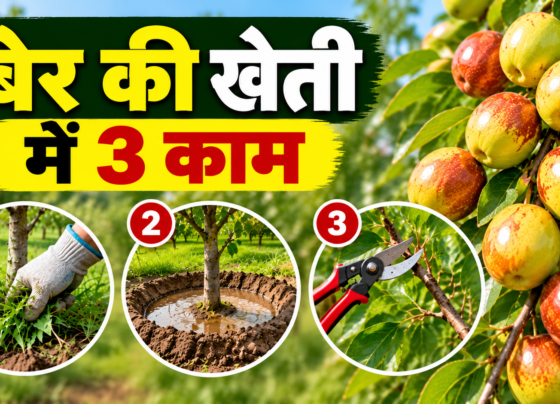 Ber Ki Kheti Kaise Kare