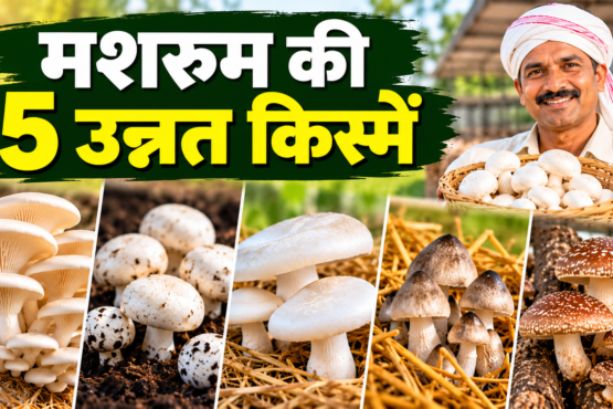 Mushroom Ki 5 Unnat Kismein