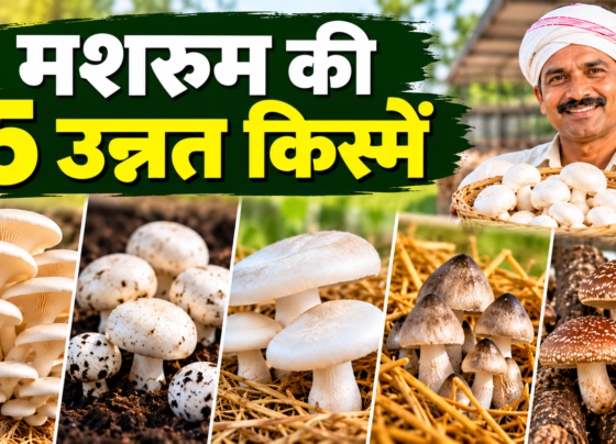 Mushroom Ki 5 Unnat Kismein